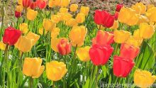 La primavera, una explosión de color impresionista