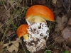 Amanita caesarea