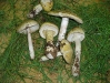 Amanita phalloides 2