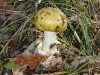 Amanita phalloides