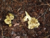 Tricholoma flavovirens