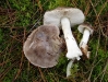 Tricholoma portentosum