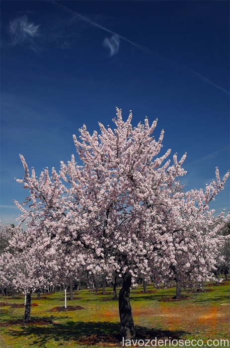 El Almendro, el árbol florecido que anuncia la primavera – La Voz de Rioseco